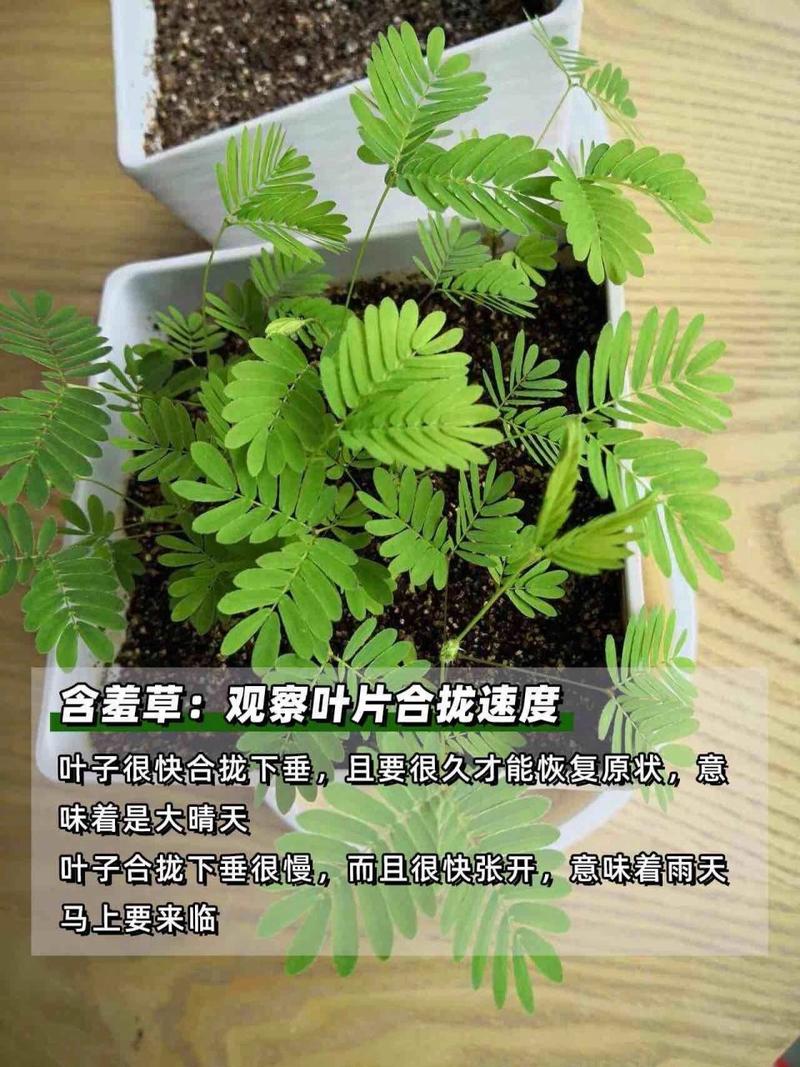西双版纳天气预报,西双版纳天气预报15天准确一览表图片-第3张图片 西双版纳天气预报,西双版纳天气预报15天准确一览表图片-第3张图片