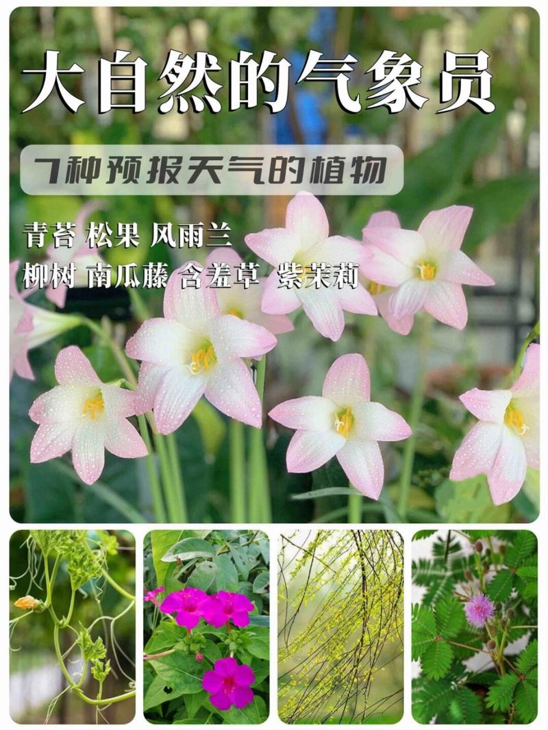 西双版纳天气预报,西双版纳天气预报15天准确一览表图片-第6张图片 西双版纳天气预报,西双版纳天气预报15天准确一览表图片-第6张图片