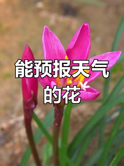 西双版纳天气预报,西双版纳天气预报15天准确一览表图片-第10张图片 西双版纳天气预报,西双版纳天气预报15天准确一览表图片-第10张图片