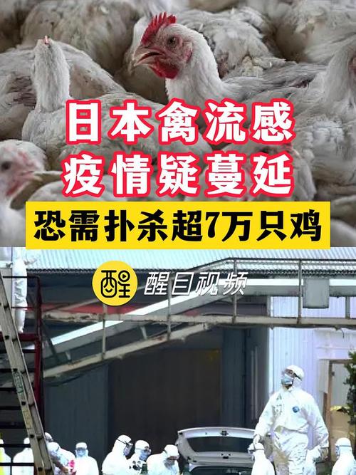 禽流感疫情/荷兰农场再度暴发禽流感疫情-第4张图片 禽流感疫情/荷兰农场再度暴发禽流感疫情-第4张图片