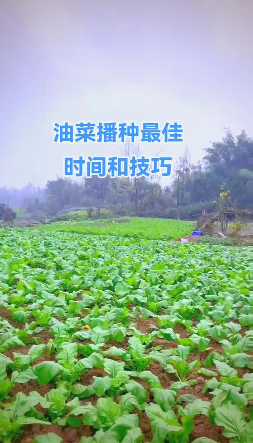 汉中天气预报一周,汉中天气情况-第5张图片 汉中天气预报一周,汉中天气情况-第5张图片