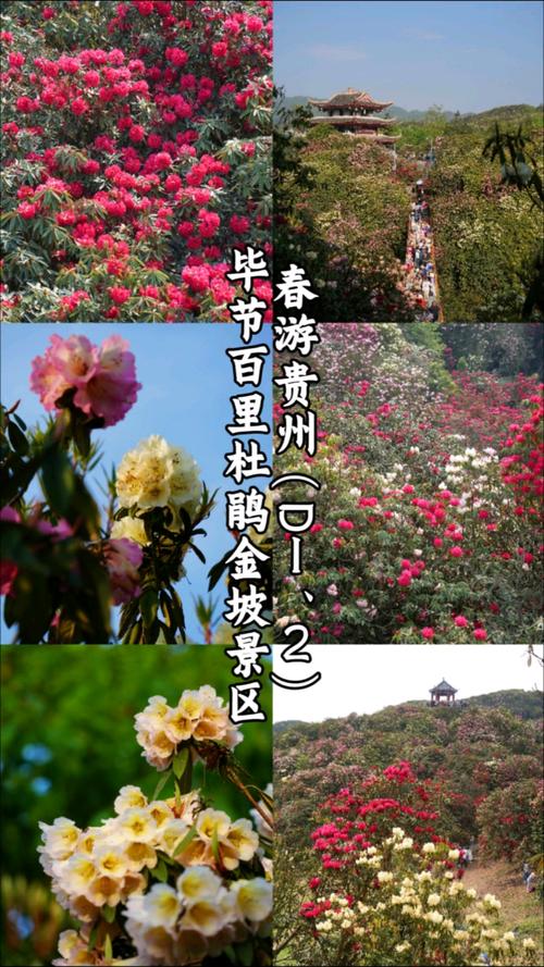 毕节天气预报/毕节天气预报15天-第2张图片 毕节天气预报/毕节天气预报15天-第2张图片